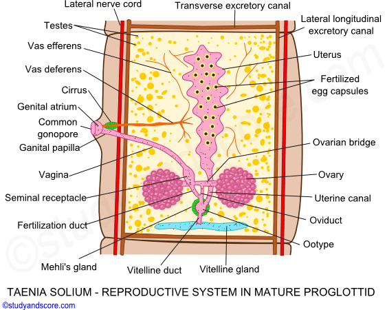 organs of mature proglottid, nerve cord, uterus, taenia solium, ovary, vitelline gland, ootype, cirrus, testes, gonophore